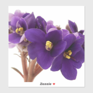 Afrikanische Violet Aufkleber