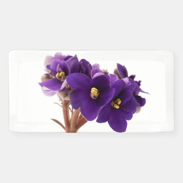 Afrikanische Violet Banner (Horizontal)