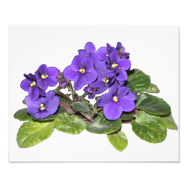 Afrikanische Violet Fotodruck (Vorne)