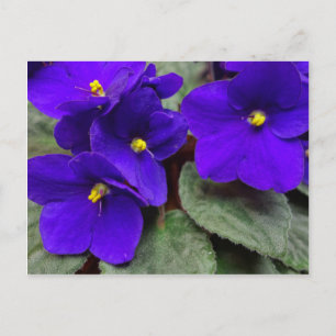 Afrikanische Violet Postkarte