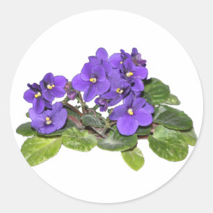 Afrikanische Violet Runder Aufkleber