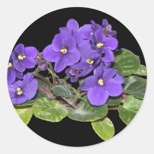 Afrikanische Violet Runder Aufkleber