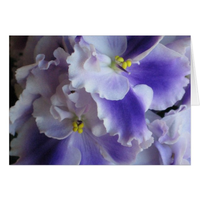 Afrikanische Violetskarte (Vorderseite (Horizontal))