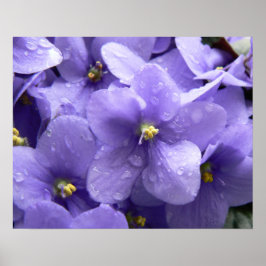 Afrikanische Violetten Makro-Blumendruck Poster
