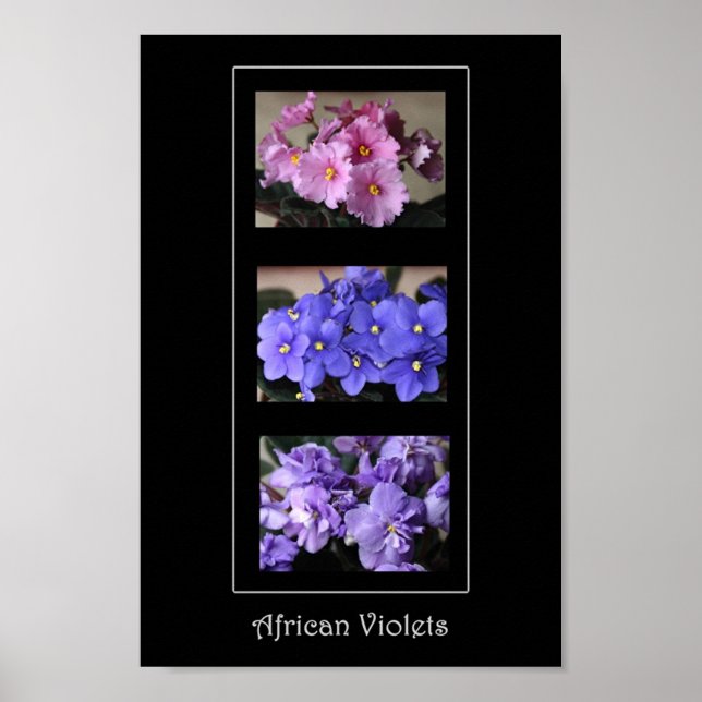 Afrikanische Violetten Poster (Vorne)
