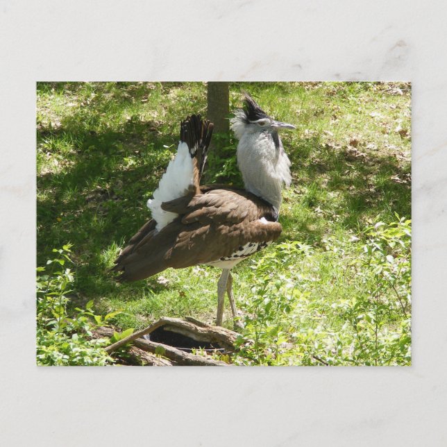 Afrikanische Vögel: Kori Bustard Postkarte (Vorderseite)
