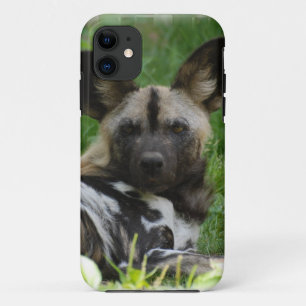Afrikanische wilde Hunde Case-Mate iPhone Hülle