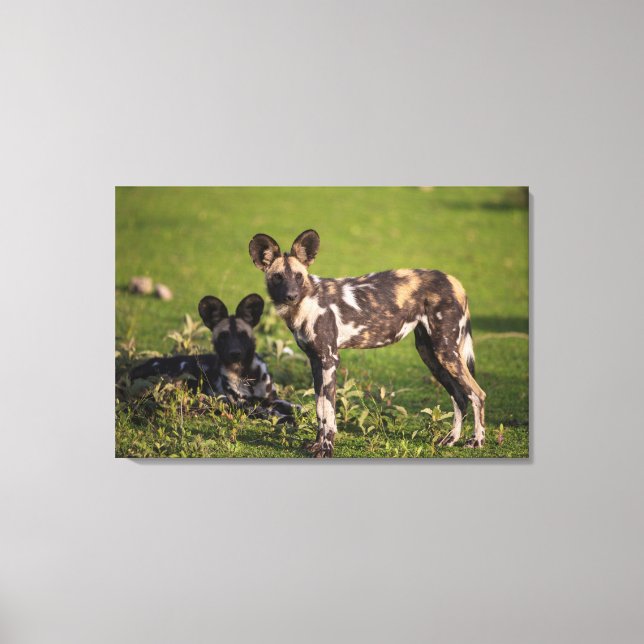 Afrikanische Wildhunde in Tansania Leinwanddruck (Vorderseite)