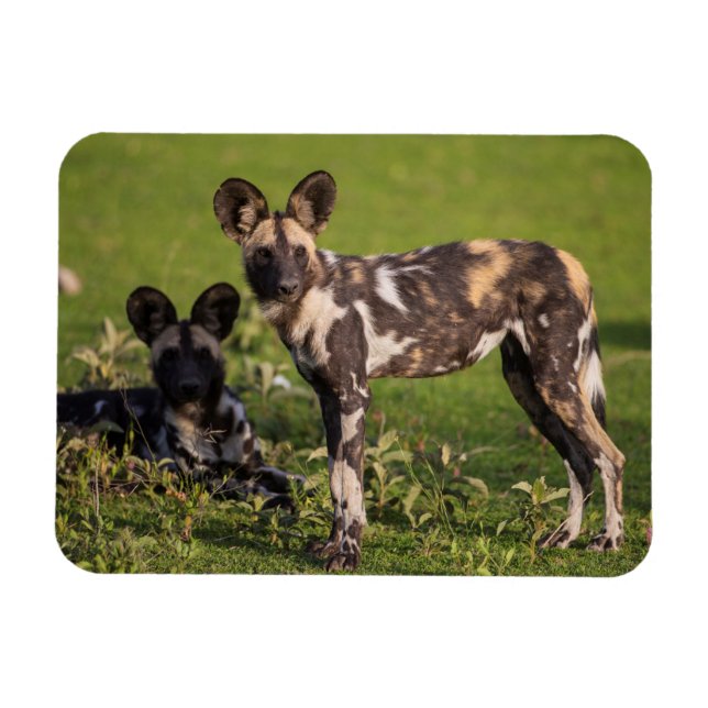 Afrikanische Wildhunde in Tansania Magnet (Horizontal)