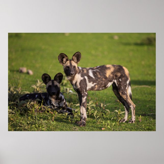 Afrikanische Wildhunde in Tansania Poster (Vorne)