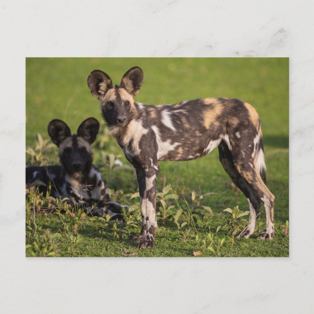 Afrikanische Wildhunde in Tansania Postkarte (Vorderseite)