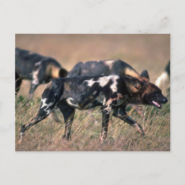 Afrikanische Wildhunde jagen auf Savanne Postkarte (Vorderseite)