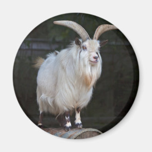 Afrikanische Zwergziege Magnet