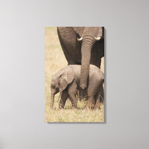 Afrikanischer Baby-Elefant mit Mutter Leinwanddruck