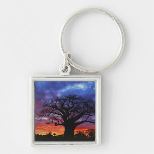 Afrikanischer Baobab, Adansonia digitata, 2 Schlüsselanhänger