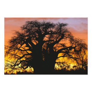 Afrikanischer Baobab, Adansonia digitata, Fotodruck