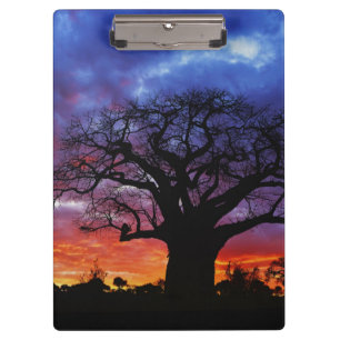 Afrikanischer Baobab-Baum, Adansonia digitata, 2 Klemmbrett