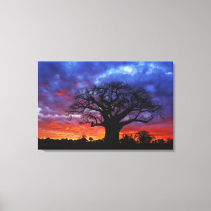 Afrikanischer Baobab-Baum, Adansonia digitata, 2 Leinwanddruck