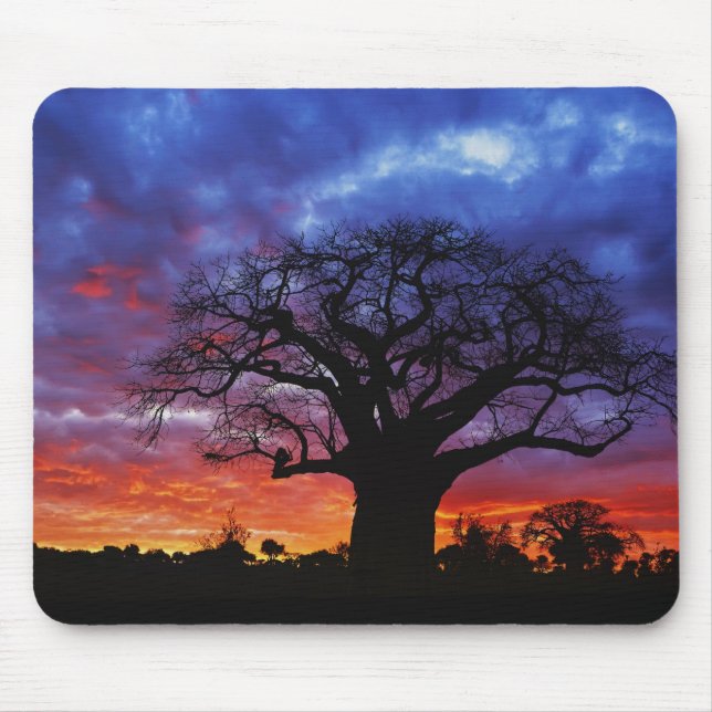 Afrikanischer Baobab-Baum, Adansonia digitata, 2 Mousepad (Vorne)