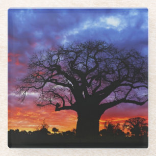 Afrikanischer Baobabbaum, Adansonia digitata 2 Glasuntersetzer