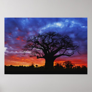 Afrikanischer Baobabbaum, Adansonia digitata, 2 Poster