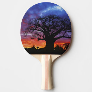 Afrikanischer Baobabbaum, Adansonia digitata, 2 Tischtennis Schläger