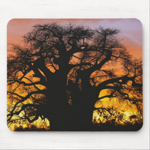 Afrikanischer Baobabbaum, Adansonia digitata, Mousepad