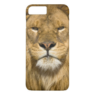 Afrikanischer Berberlöwe, Panthera leo leo, einer title_seo2