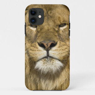 Afrikanischer Berberlöwe, Panthera leo leo, einer title_seo2