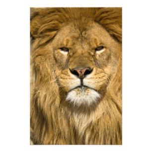 Afrikanischer Berberlöwe, Panthera leo leo, einer Fotodruck