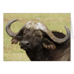Afrikanischer Büffel, Syncerus caffer
