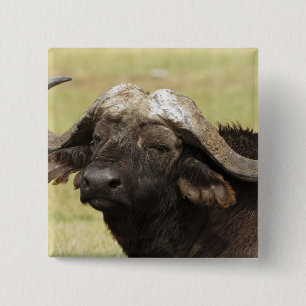 Afrikanischer Büffel, Syncerus caffer Button