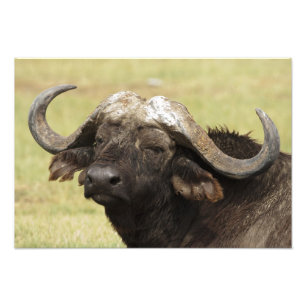 Afrikanischer Büffel, Syncerus caffer Fotodruck