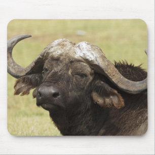 Afrikanischer Büffel, Syncerus caffer Mousepad