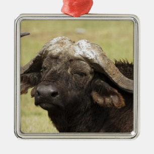 Afrikanischer Büffel, Syncerus caffer Ornament Aus Metall