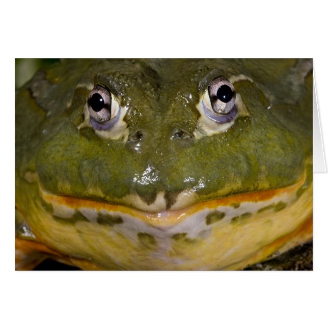 Afrikanischer Burrowing Bullfrog, Pyxicephalus (Vorderseite (Horizontal))