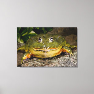 Afrikanischer Burrowing Bullfrog, Pyxicephalus 2 Leinwanddruck