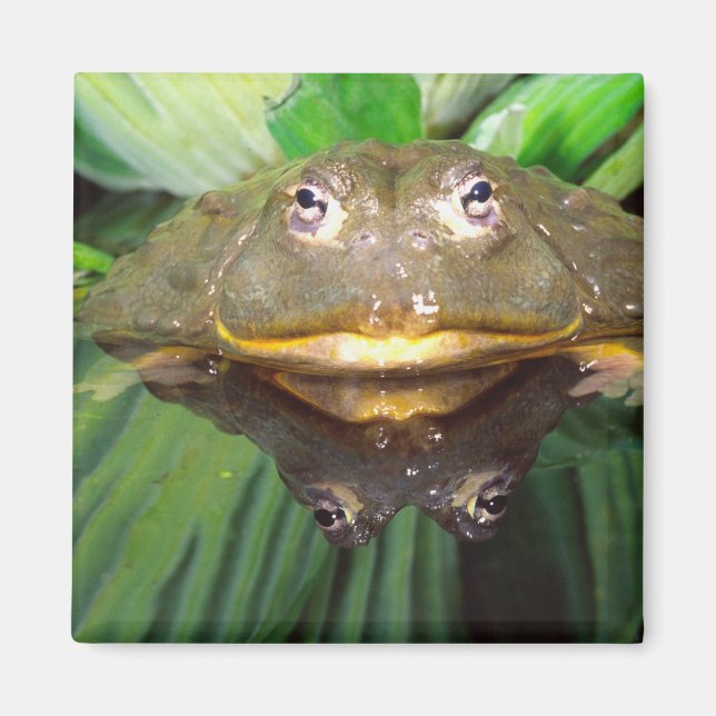 Afrikanischer Burrowing Bullfrog, Pyxicephalus 2 Magnet (Vorne)