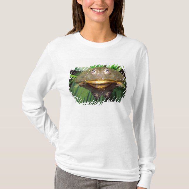 Afrikanischer Burrowing Bullfrog, Pyxicephalus 2 T-Shirt (Vorderseite)