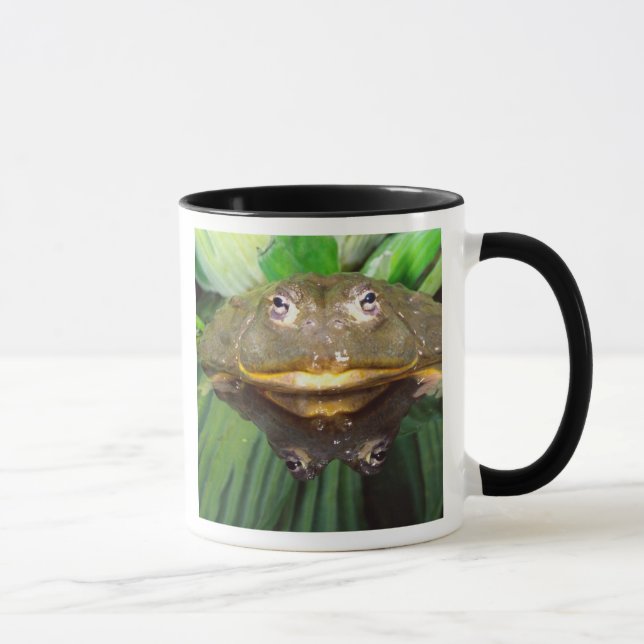 Afrikanischer Burrowing Bullfrog, Pyxicephalus 2 Tasse (Rechts)