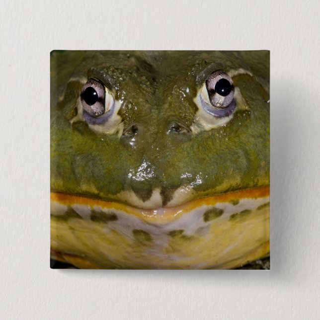 Afrikanischer Burrowing Bullfrog, Pyxicephalus Button (Vorderseite)