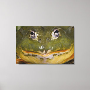 Afrikanischer Burrowing Bullfrog, Pyxicephalus Leinwanddruck