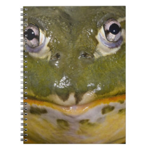 Afrikanischer Burrowing Bullfrog, Pyxicephalus Notizblock