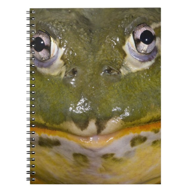Afrikanischer Burrowing Bullfrog, Pyxicephalus Notizblock (Vorderseite)