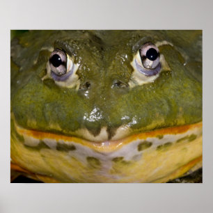 Afrikanischer Burrowing Bullfrog, Pyxicephalus Poster