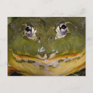 Afrikanischer Burrowing Bullfrog, Pyxicephalus Postkarte