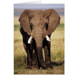 Afrikanischer Busch-Elefant