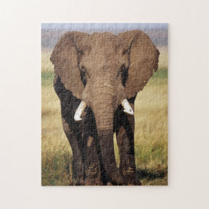 Afrikanischer Busch-Elefant