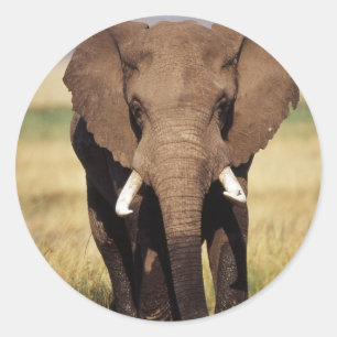 Afrikanischer Busch-Elefant Runder Aufkleber