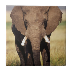 Afrikanischer Buschelefant Fliese